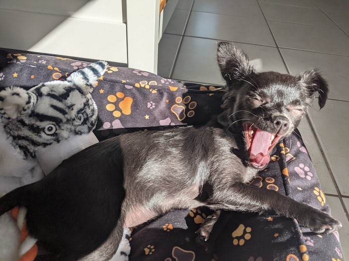 Photo of chihuahua yawning.